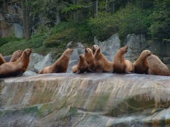 Sea Lions Vancouver Island