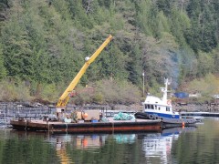 Comox Brave